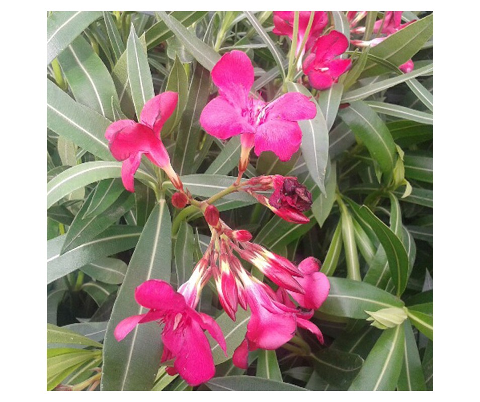 Oleander