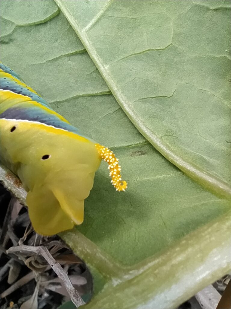 rups met staartje