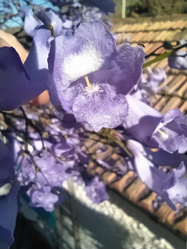 jacaranda bloem